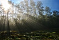 清晨，美丽的阳光穿过宁静的森林