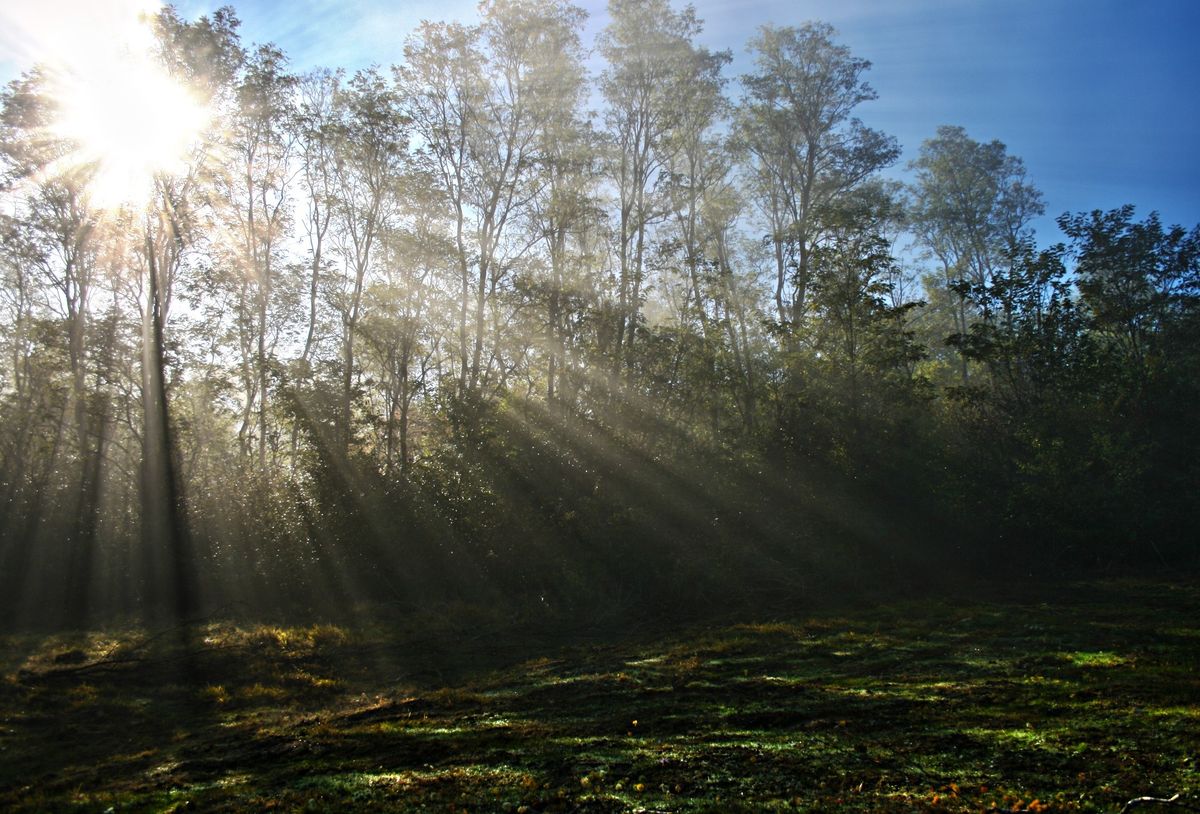 Sonnenlicht scheint morgens durch grüne Bäume