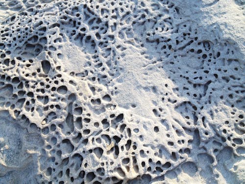 Textured stone surface of sea coral