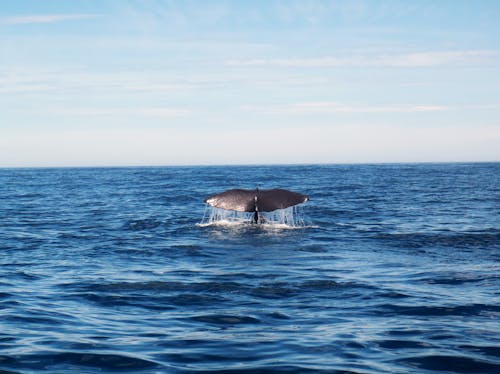 Picturesque view of humpback whale tail over blue sea water under clear sky in sunny weather