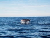 Humpback Whale on Ocean