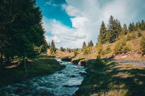 Ilmainen kuvapankkikuva tunnisteilla joki, luonto, puut