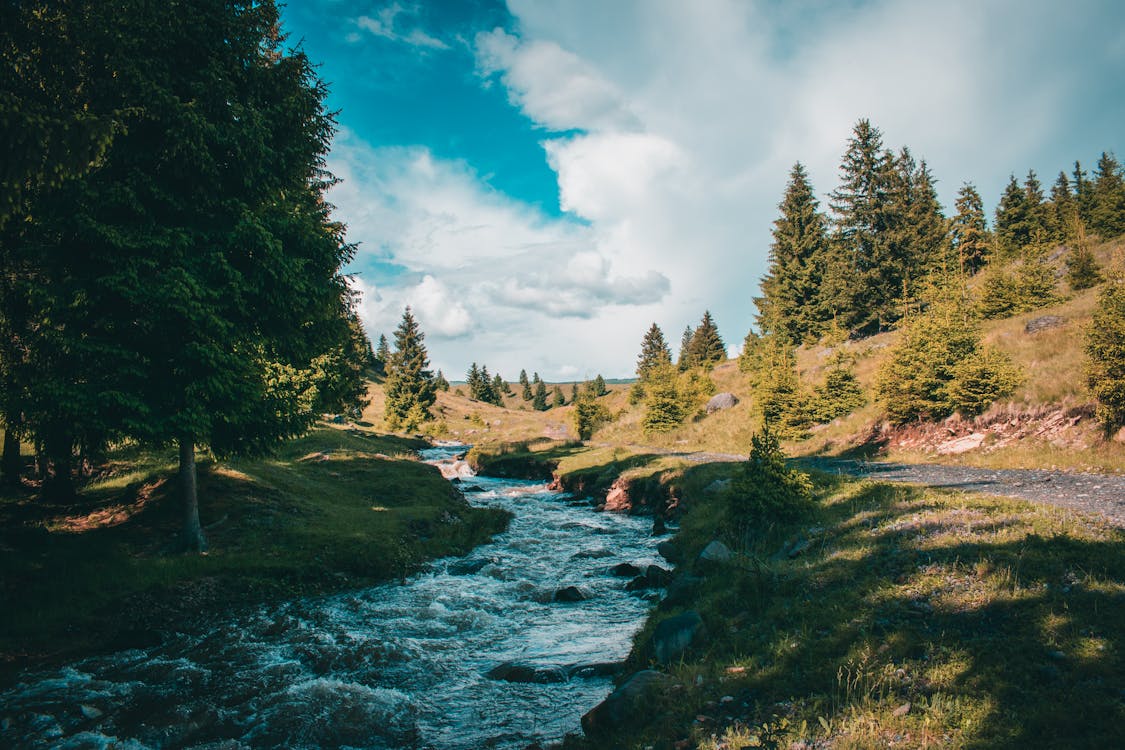 Gratis stockfoto met bomen, buiten, buitenshuis