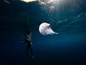 迷人的水母漂浮在深蓝色海水中，游泳者就在附近