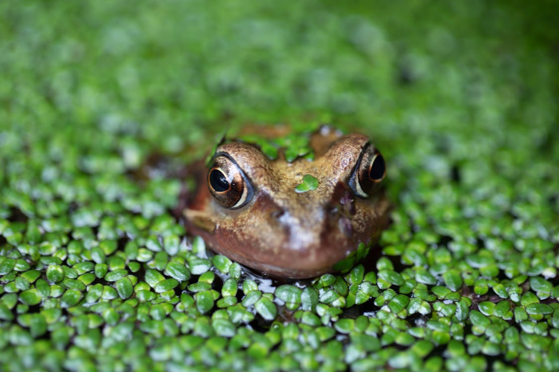 Brown Frog in Macro Shot Photography