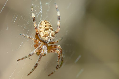 araneus diadematus, Web, 一只动物 的 免费素材图片