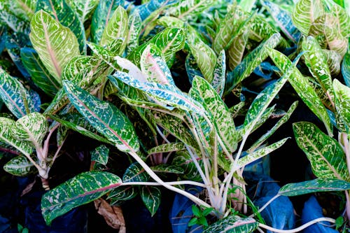 Free stock photo of cameroongreenleaf, cameroonplants