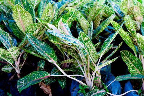 Free stock photo of cameroongreenleaf, cameroonplants Stock Photo