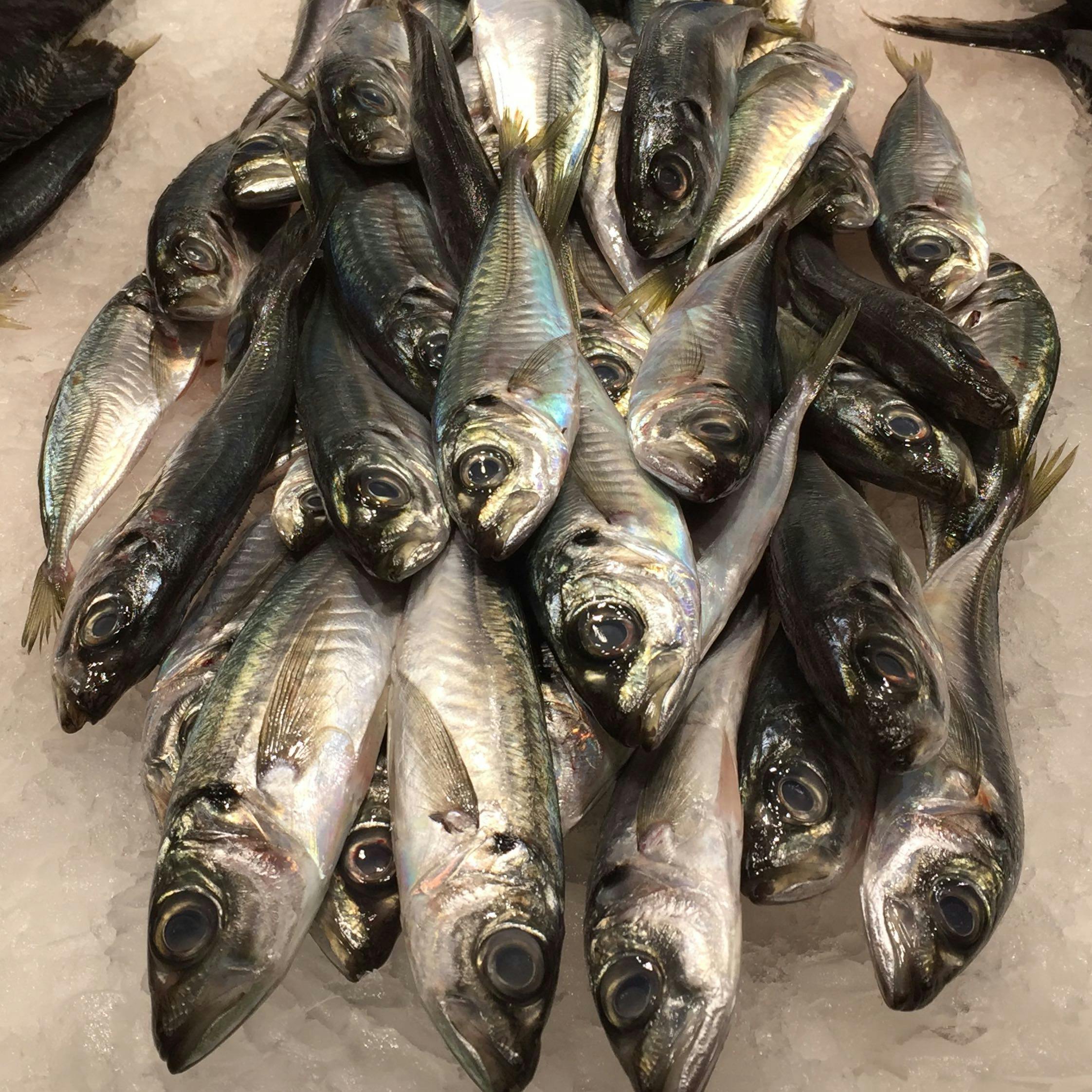 free-stock-photo-of-fish-sardines