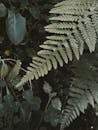 Branches of green fern growing in forest