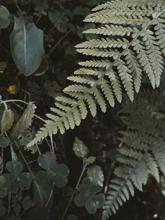 Top view lush bracken stems with vascular leaves vegetating in verdant summer woodland