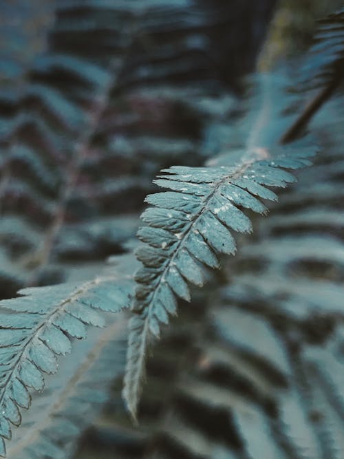 Green fern branches in summer forest