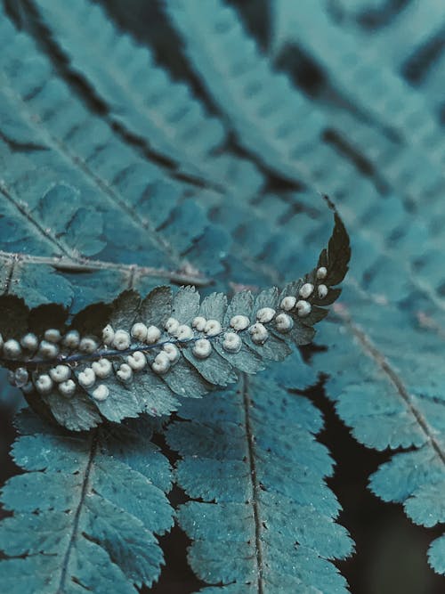 Fern leaves with white sori growing in woods