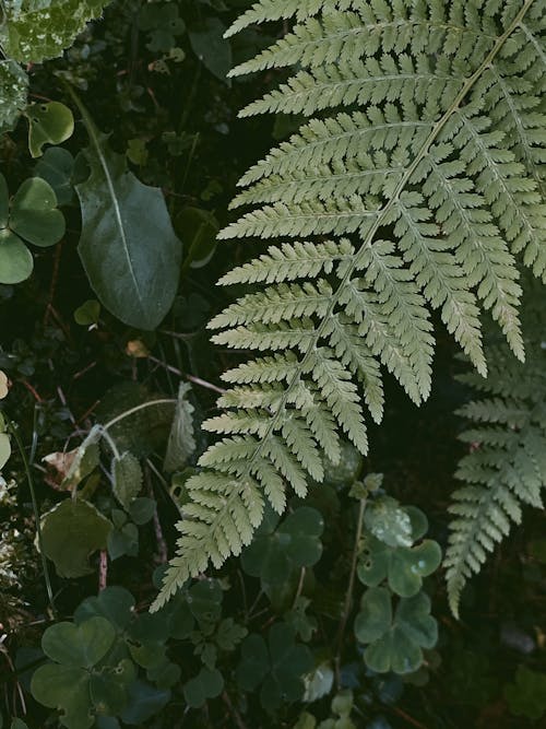 Top view green verdant bracken branch growing amidst abundant lush greenery in summer woods