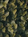 Burning nettle plants growing in forest