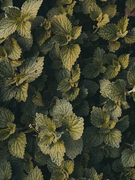 Burning nettle plants growing in forest