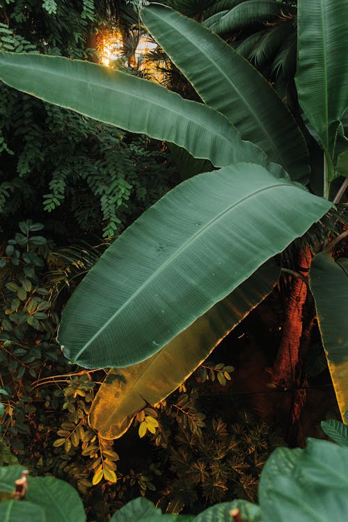 Ingyenes stockfotó banánfa, banánlevél, botanikuskert témában