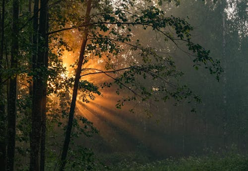 Free Sun Glare in a Forest Stock Photo