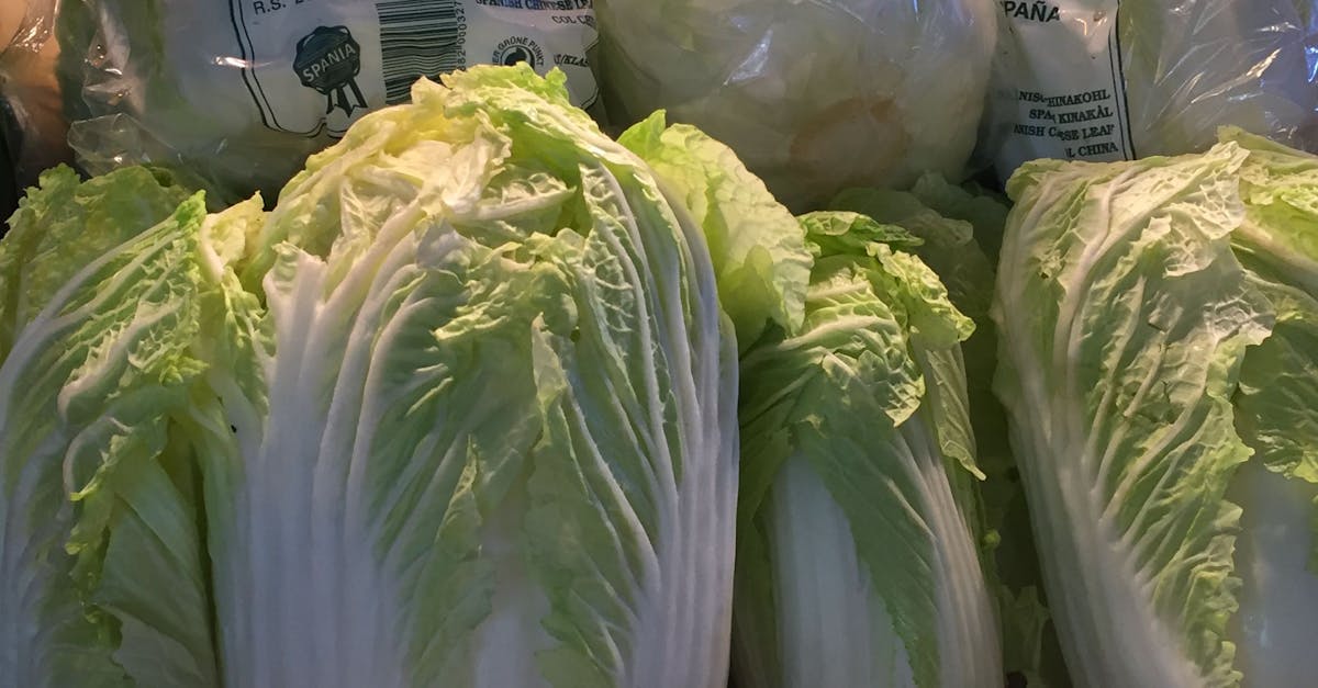 Free stock photo of cabbage, lettuce