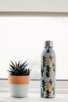 窗边仙人掌主题水瓶旁的多汁植物盆栽美学照片