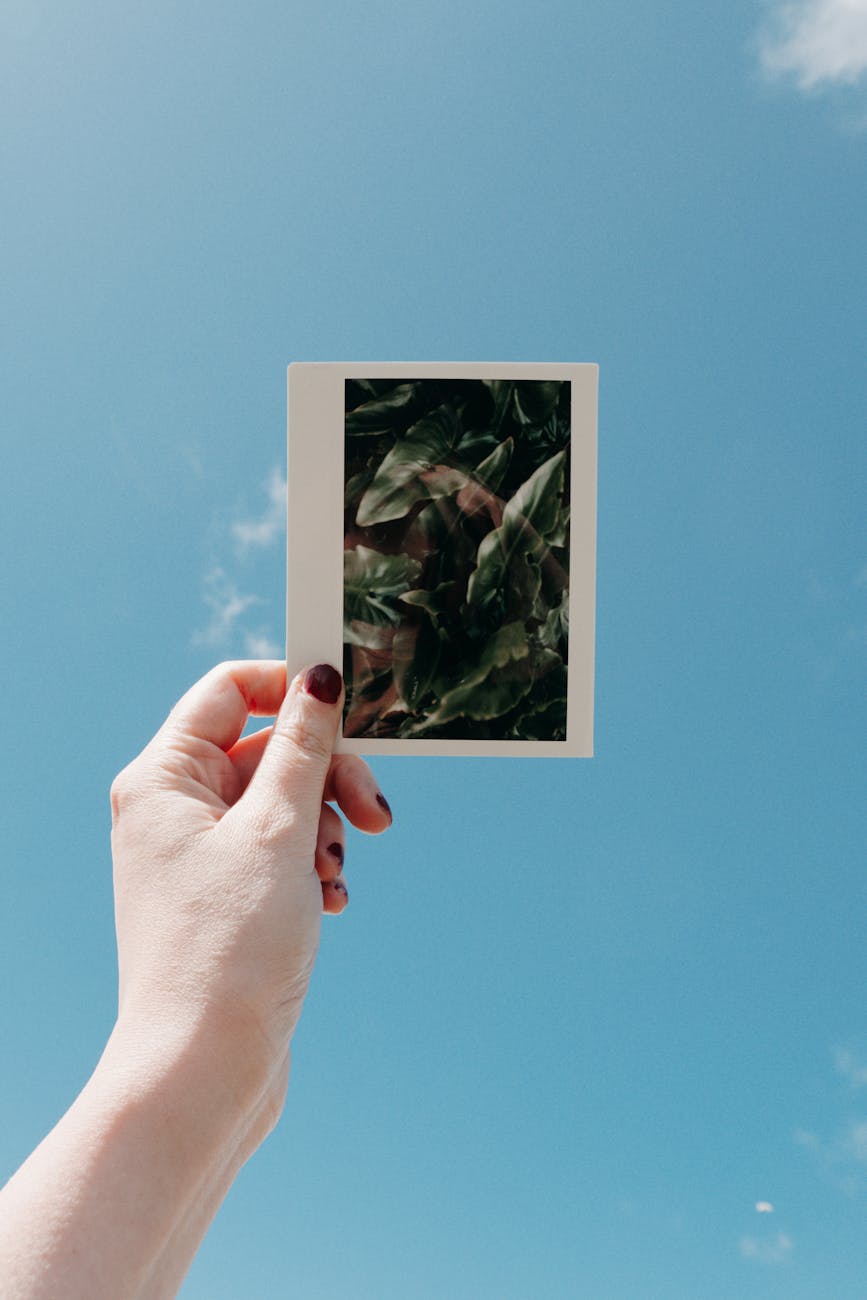 A serene instant photo of greenery held up against a vibrant blue sky on a clear day.