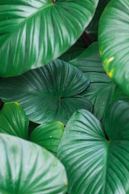 Foto d'estoc gratuïta de fotografia de planta, fulles verdes, natural