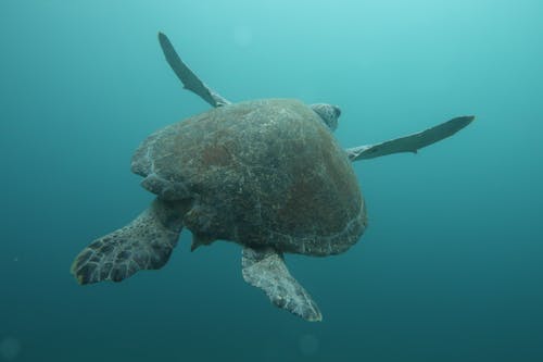 Brown Turtle Swimming Underwater