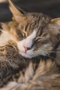 一只可爱的虎斑猫安静地睡觉，特写展示了它的胡须和毛皮纹理