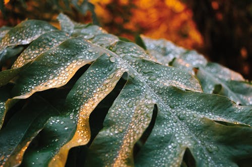 廠, 植物園, 植物攝影 的 免費圖庫相片