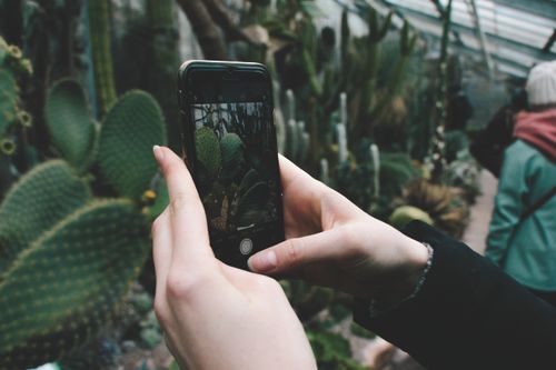Free Hands photographing cactus with a smartphone in Copenhagen botanical garden. Stock Photo