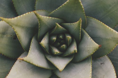 Free Detailed macro shot of a green succulent plant with sharp, spiky leaves. Stock Photo