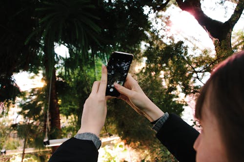 A Person Taking Photos of the Tree Using a Cellphone