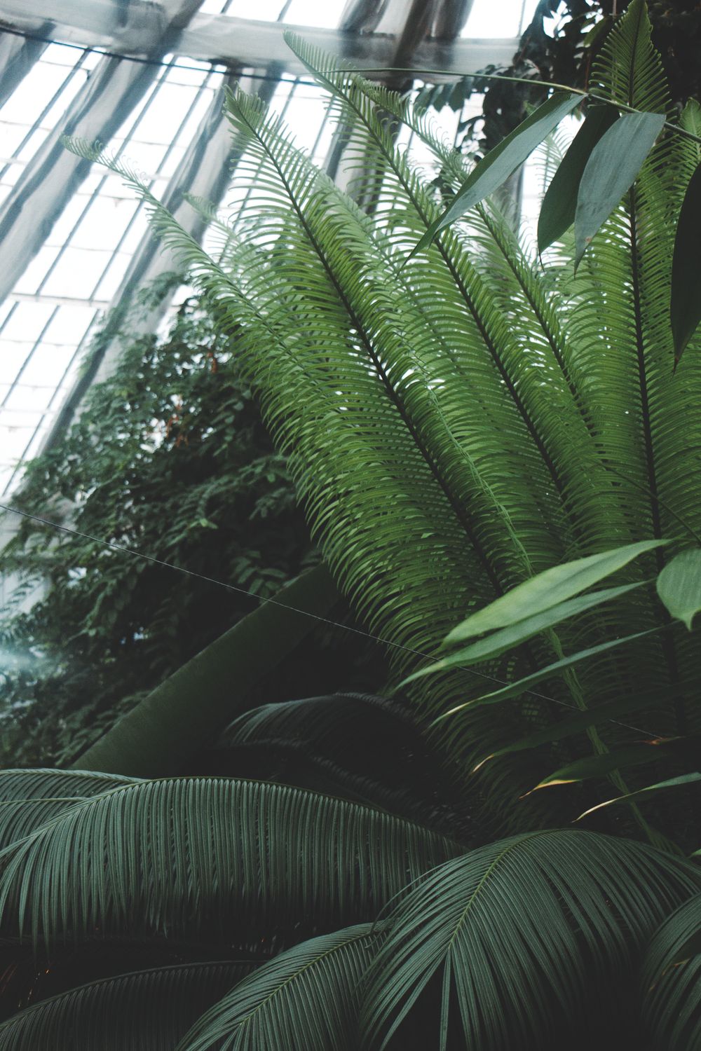 Plants in a Botanical Garden · Free Stock Photo