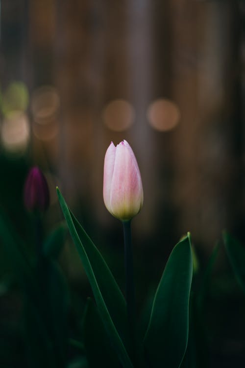 A Beautiful Closed Pink Tulips 