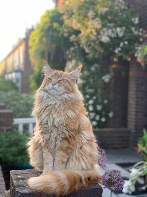 Free stock photo of cat, flowers, ginger