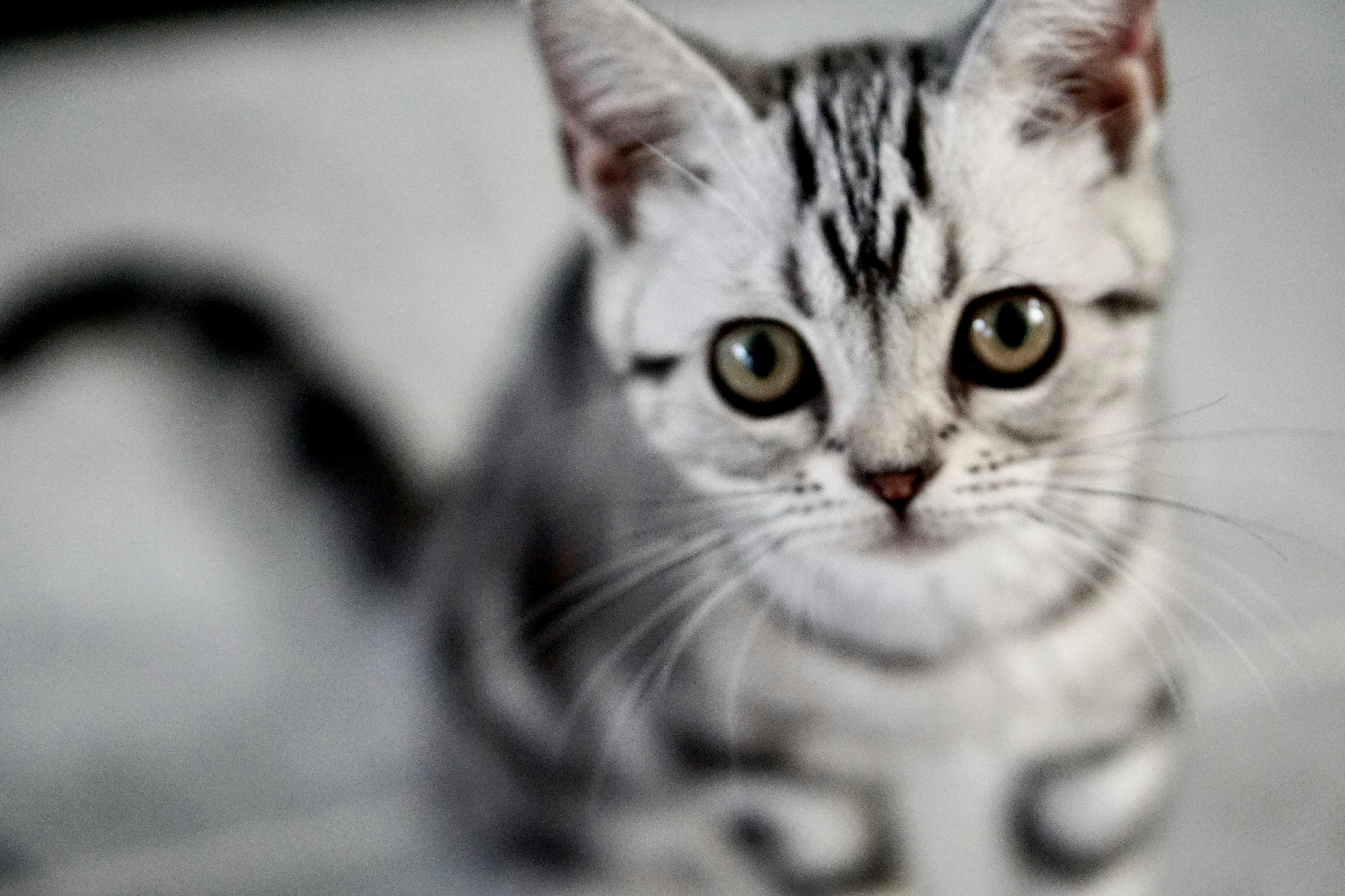 かわいい動物 キティ ネコの無料の写真素材 かわいい動物 キティ ネコの無料の写真素材