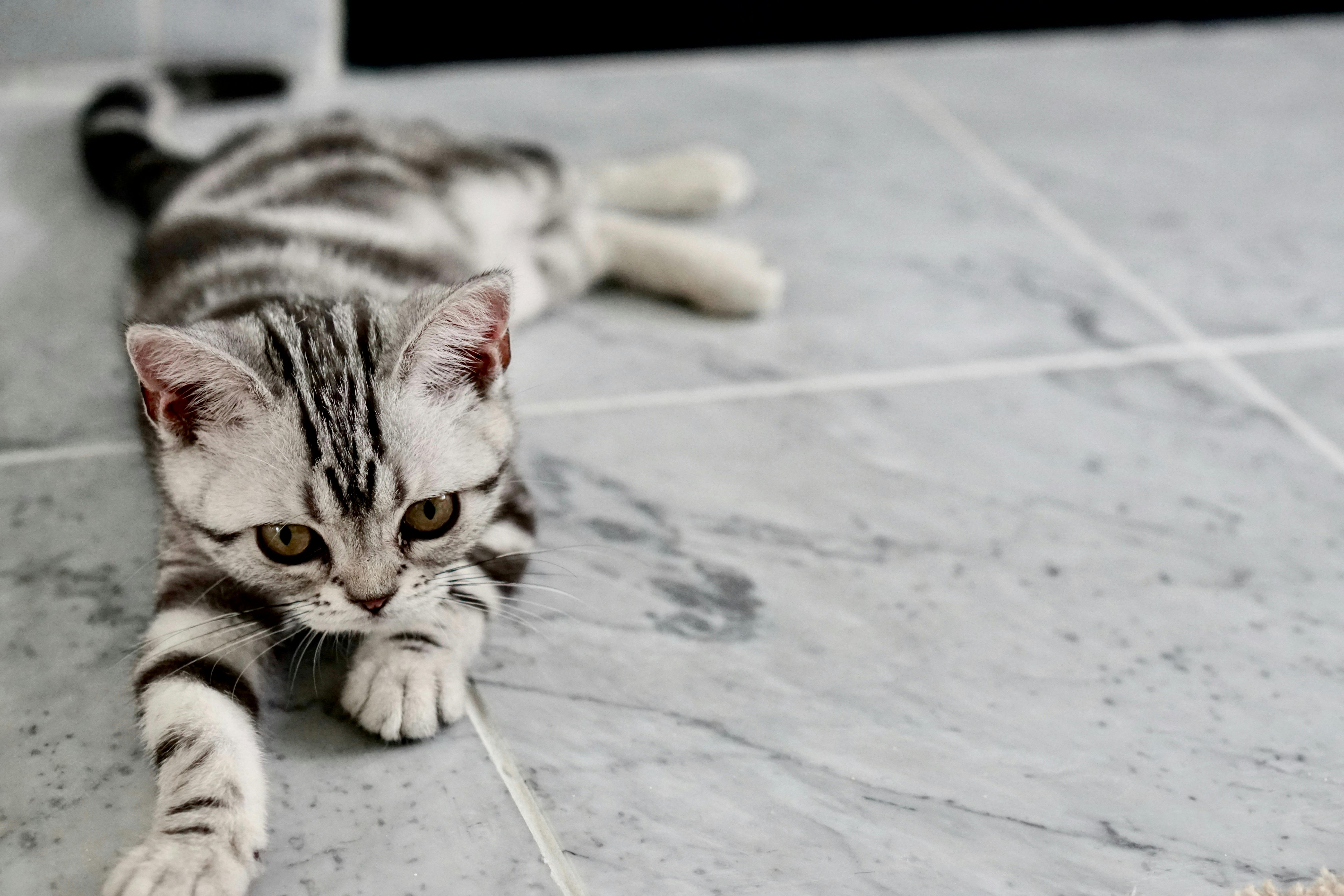 white and black kitten lying on tiles