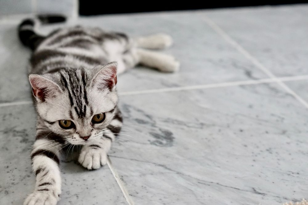 ¿Qué entrenamiento básico necesita su gato? ¿Qué entrenamiento básico necesita su gato?