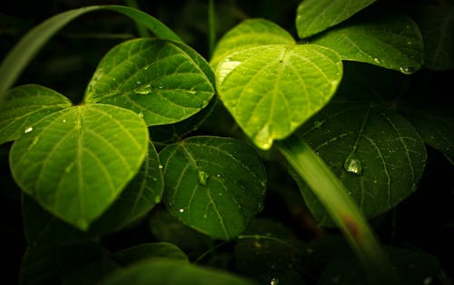 무료 나뭇잎, 녹색, 식물의 무료 스톡 사진