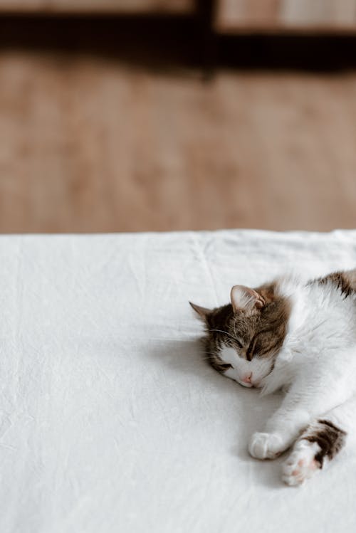 躺在白色纺织品上的白色和棕色的猫