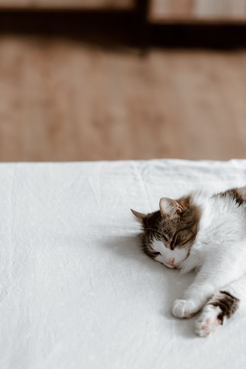 White and Brown Cat Lying on White Textile · Free Stock Photo