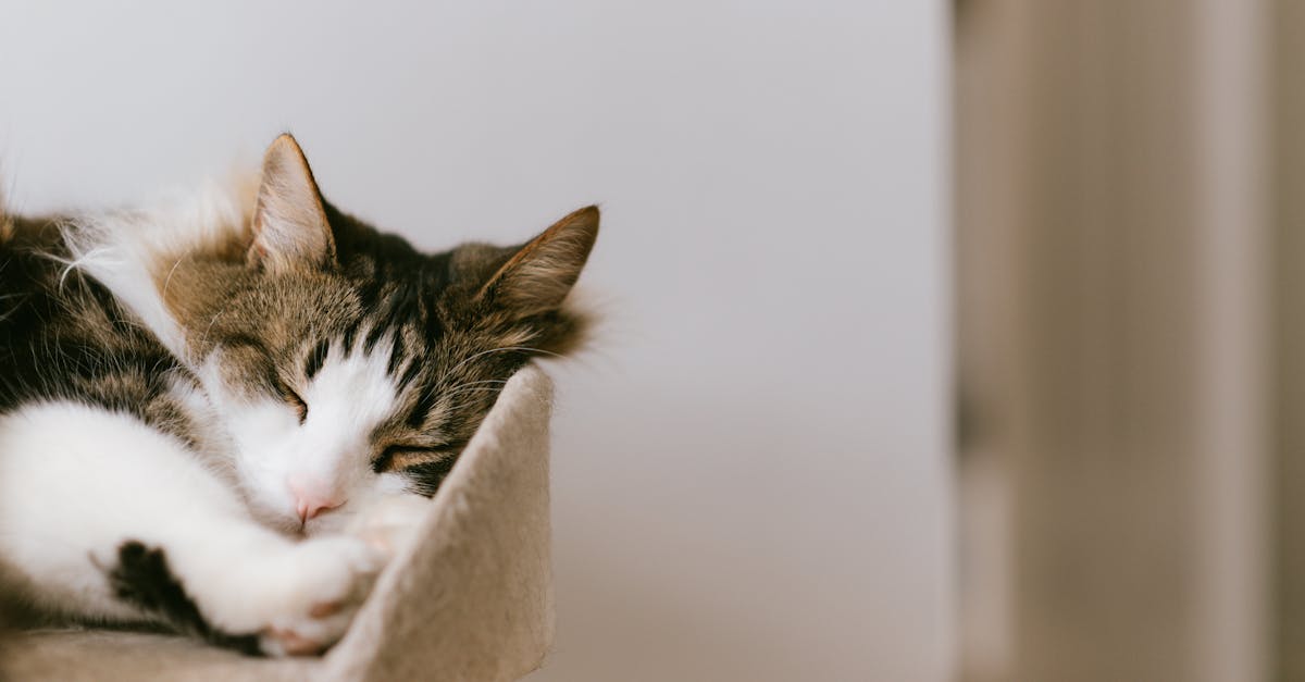 Adorable fluffy cat with closed eyes resting on cozy tower in house in daylight