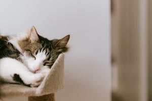 Adorable fluffy cat with closed eyes resting on cozy tower in house in daylight
