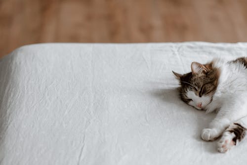 Free Lazy cat sleeping on soft bed at home Stock Photo