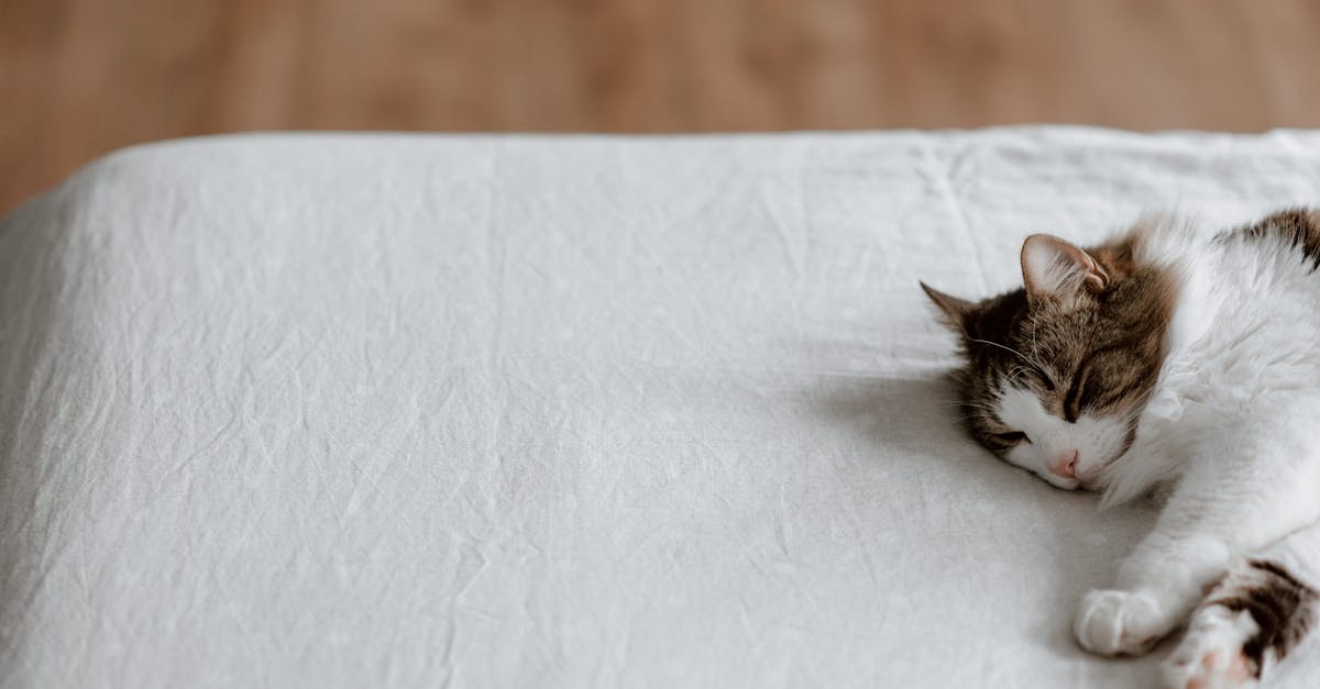 Lazy cat sleeping on soft bed at home