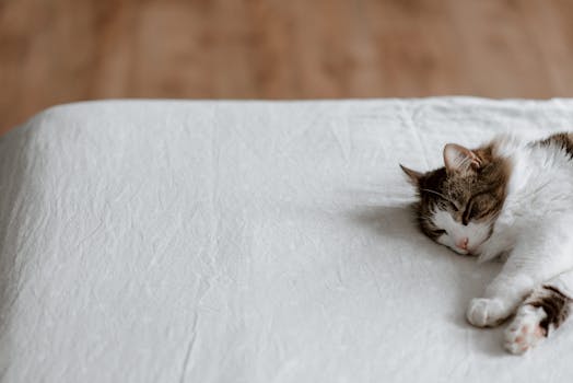 A serene sleeping cat on a white bed with ample copyspace, evoking calm and tranquility.