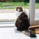 一只可爱的猫坐在房子的瓷砖地板上，专注地望着镜头