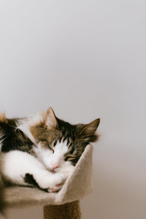 Gratis Adorable Gato Durmiendo En Una Cómoda Torre Junto A La Pared Foto de stock