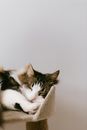 室内舒适的猫树上，可爱的虎斑猫正安静地睡着
