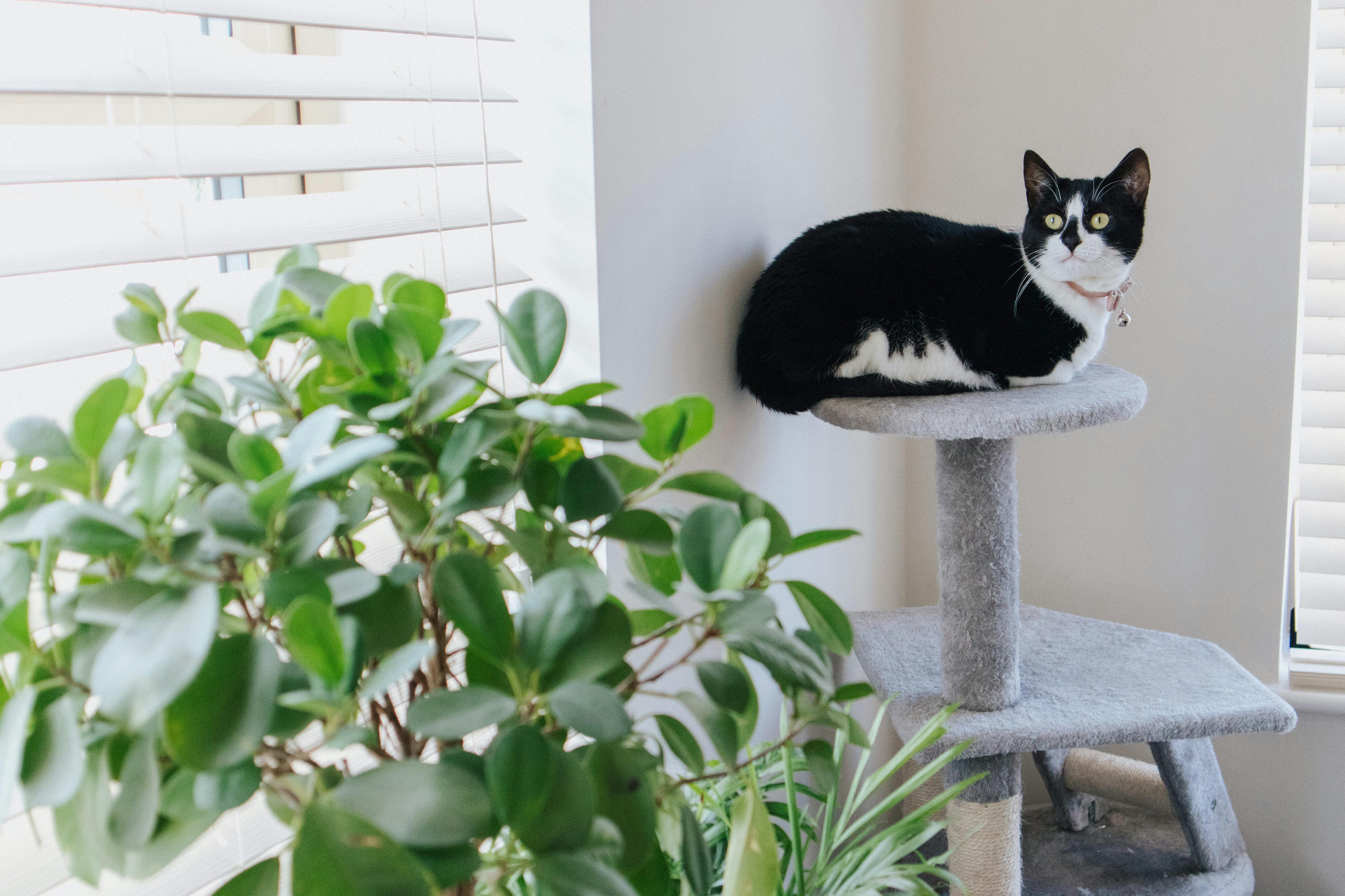 Consejos sobre gatos consejos cuidados item 47 listado de plantas consideradas venenosas para los gatos 1